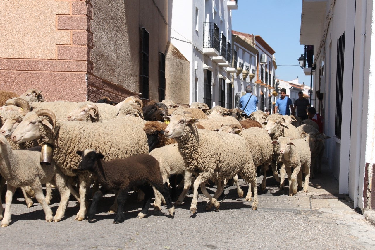 Imágenes de las actividades desarrolladas el domingo en la novena edición de 'vive la Trashumancia' (05-05-2019)