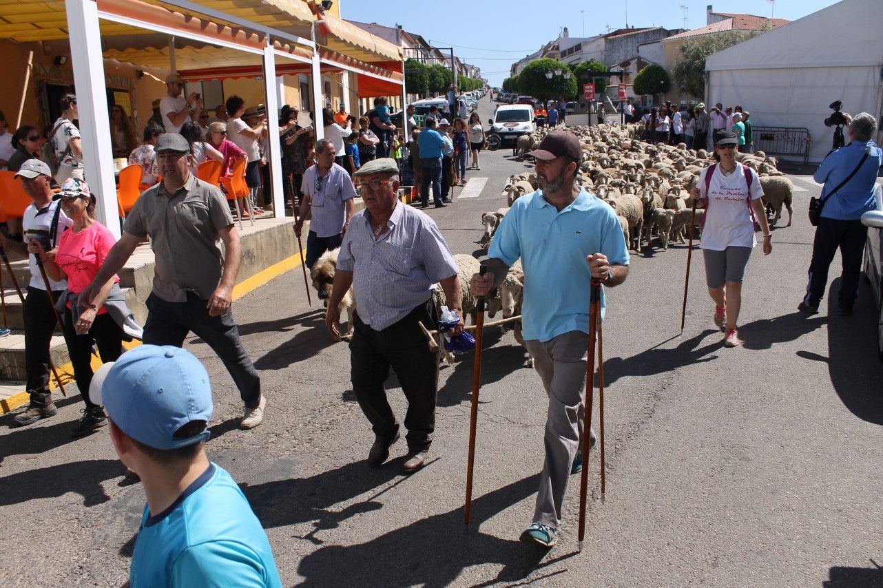 Imágenes de las actividades desarrolladas el domingo en la novena edición de 'vive la Trashumancia' (05-05-2019)