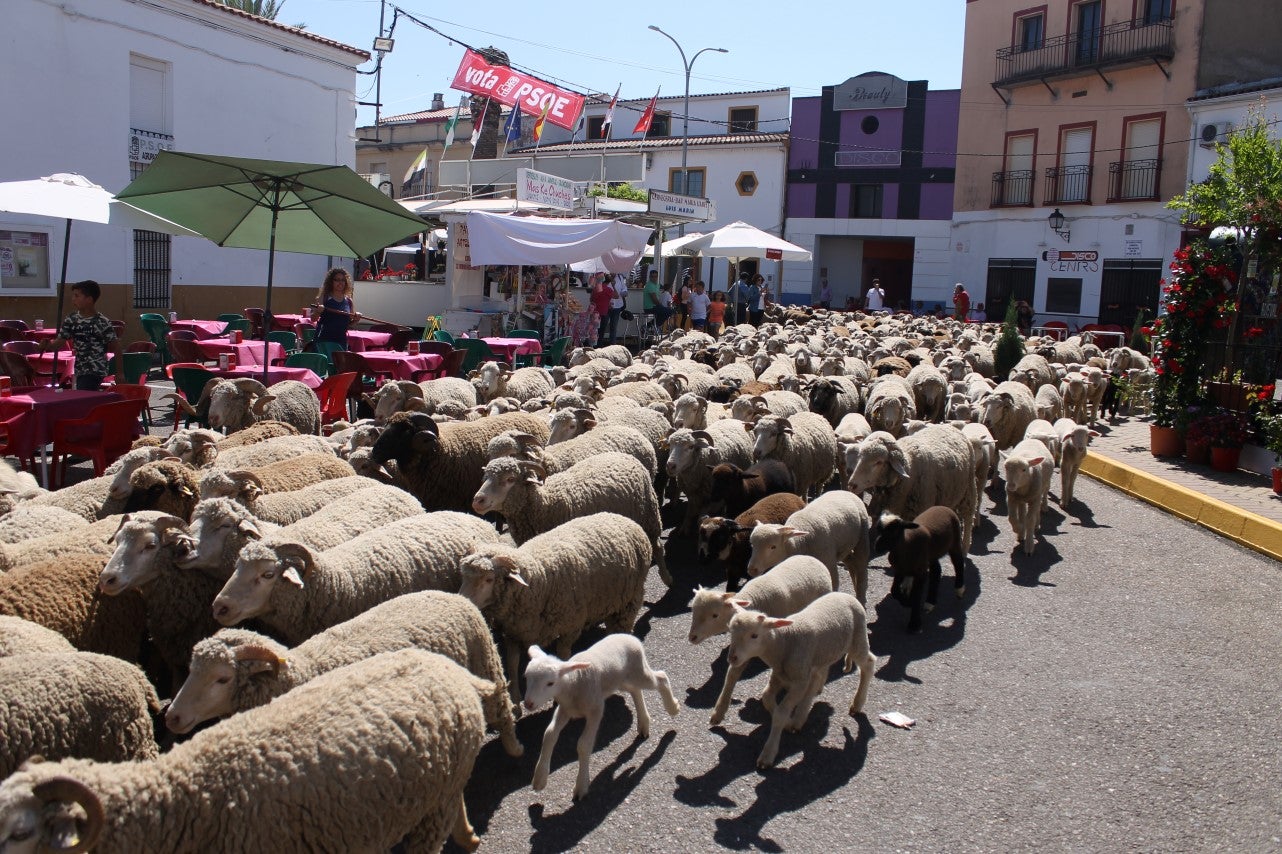 Imágenes de las actividades desarrolladas el domingo en la novena edición de 'vive la Trashumancia' (05-05-2019)