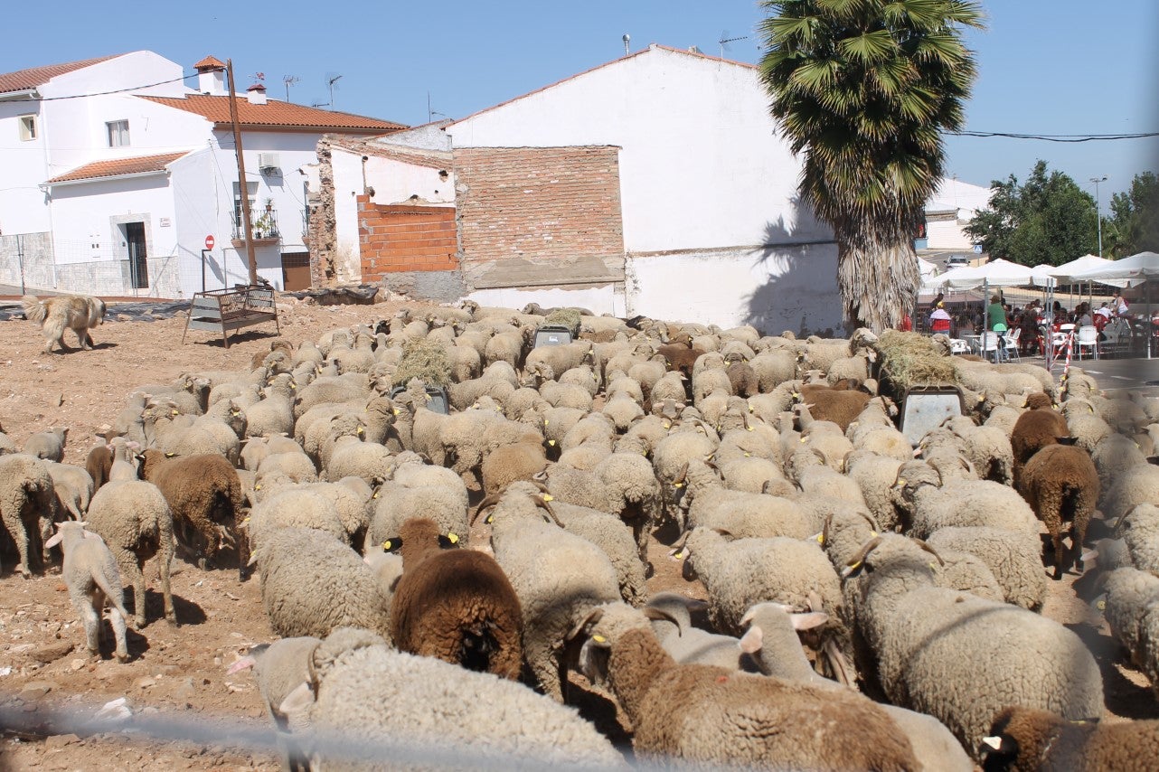 Imágenes de las actividades desarrolladas el domingo en la novena edición de 'vive la Trashumancia' (05-05-2019)