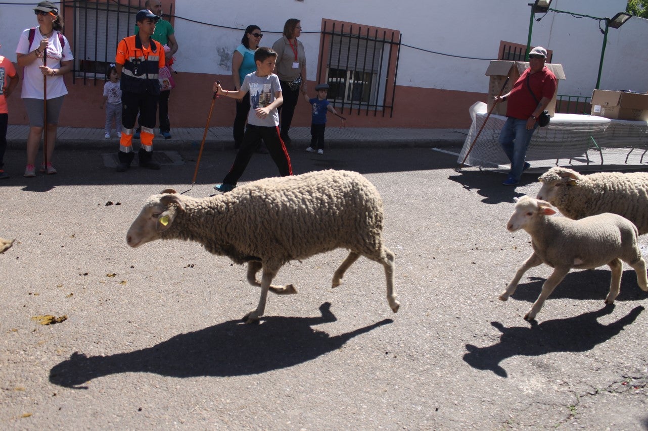 Imágenes de las actividades desarrolladas el domingo en la novena edición de 'vive la Trashumancia' (05-05-2019)