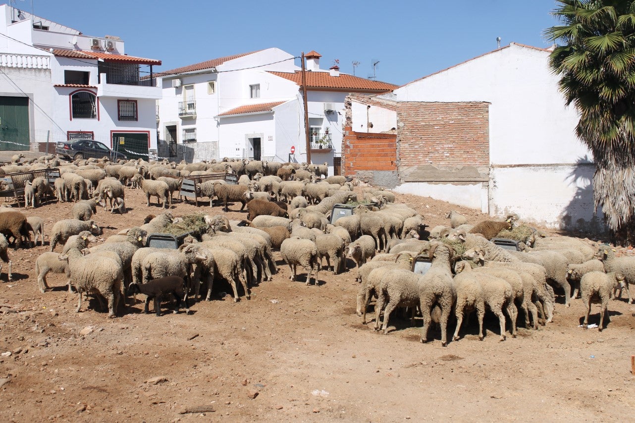 Imágenes de las actividades desarrolladas el domingo en la novena edición de 'vive la Trashumancia' (05-05-2019)