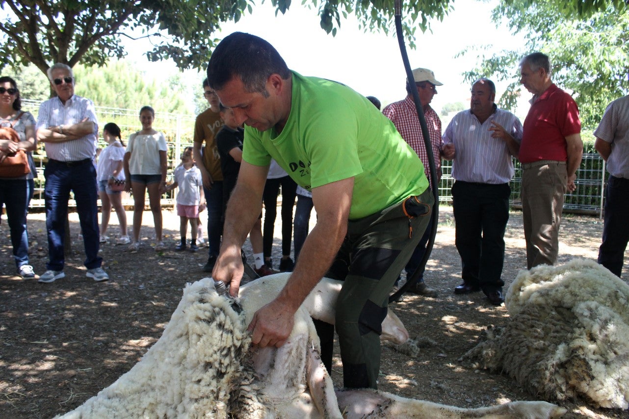 Imágenes de las actividades desarrolladas el domingo en la novena edición de 'vive la Trashumancia' (05-05-2019)