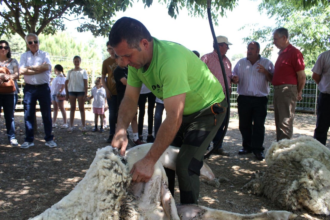 Imágenes de las actividades desarrolladas el domingo en la novena edición de 'vive la Trashumancia' (05-05-2019)