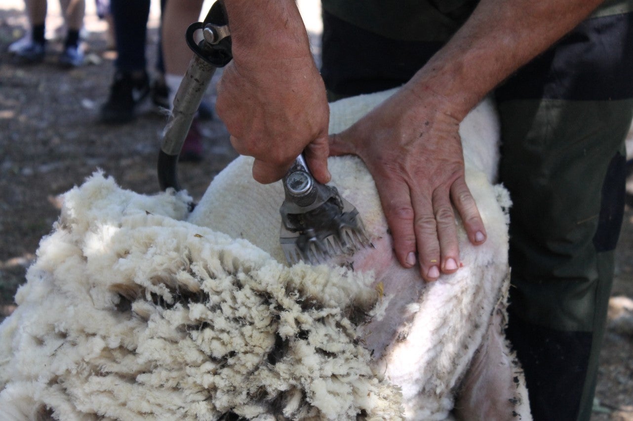 Imágenes de las actividades desarrolladas el domingo en la novena edición de 'vive la Trashumancia' (05-05-2019)