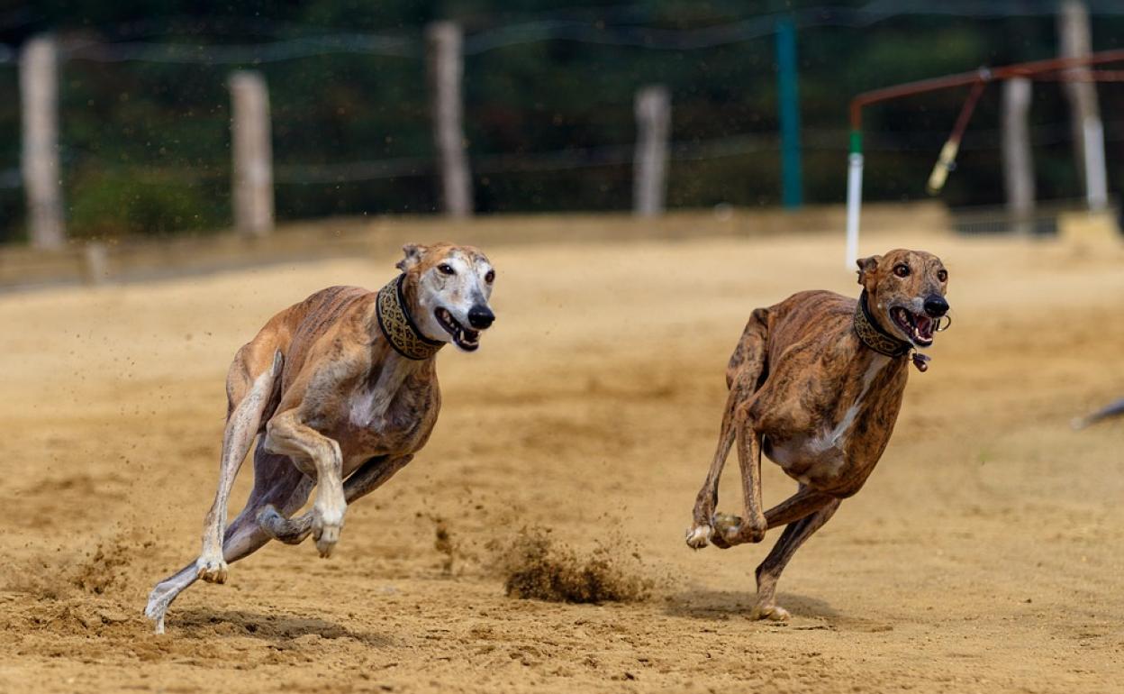Carrera de galgos para el próximo 22 de septiembre