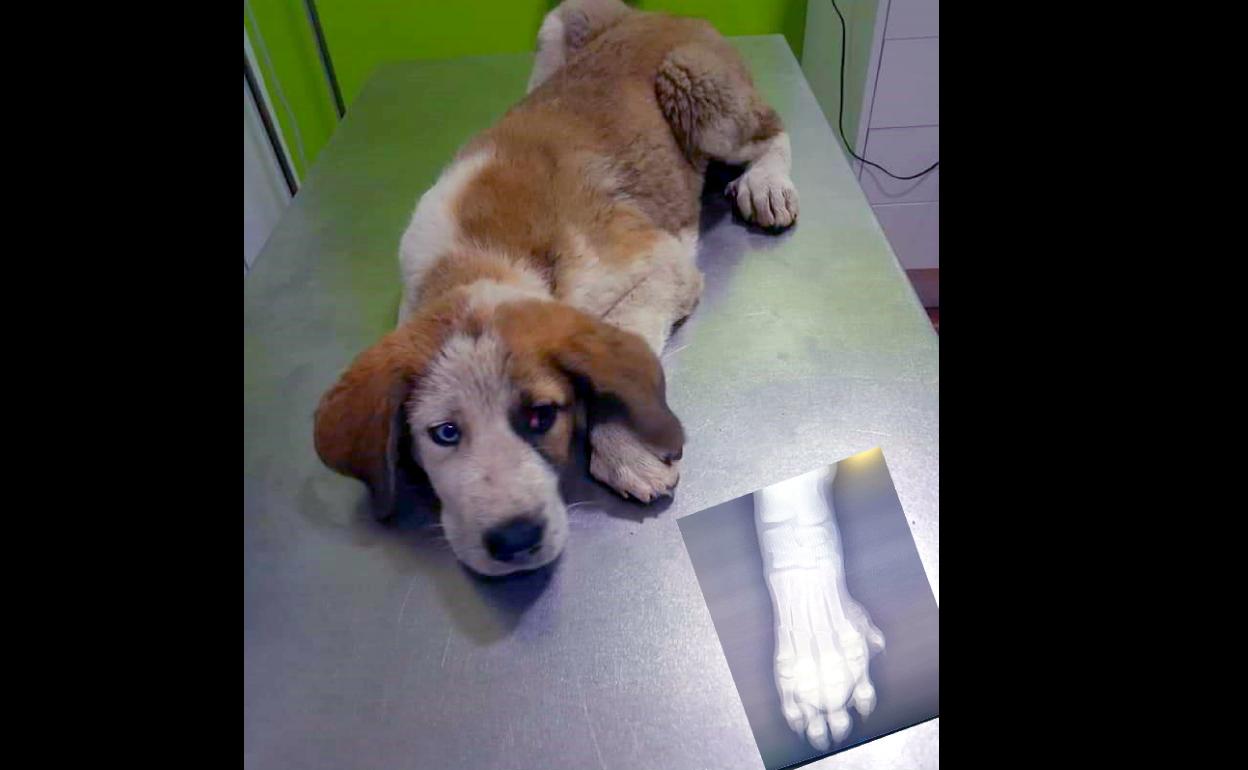 Prueba radiológica a un perro recogido por Amaval