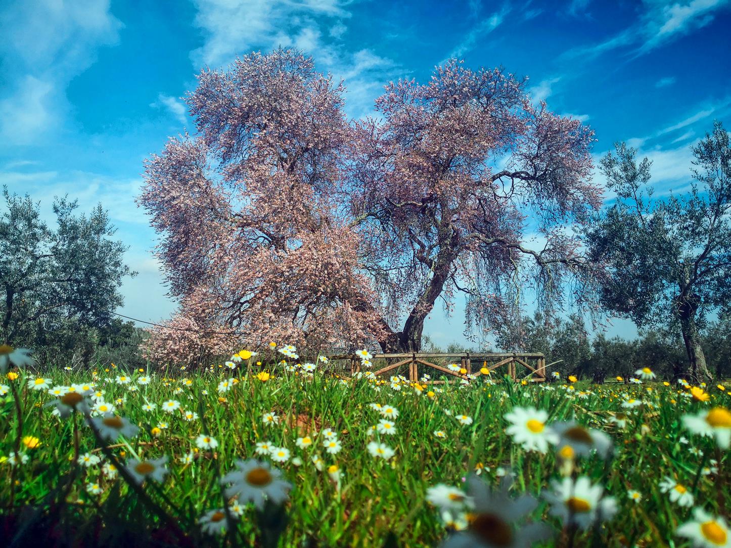 Fotos: Almendro Real
