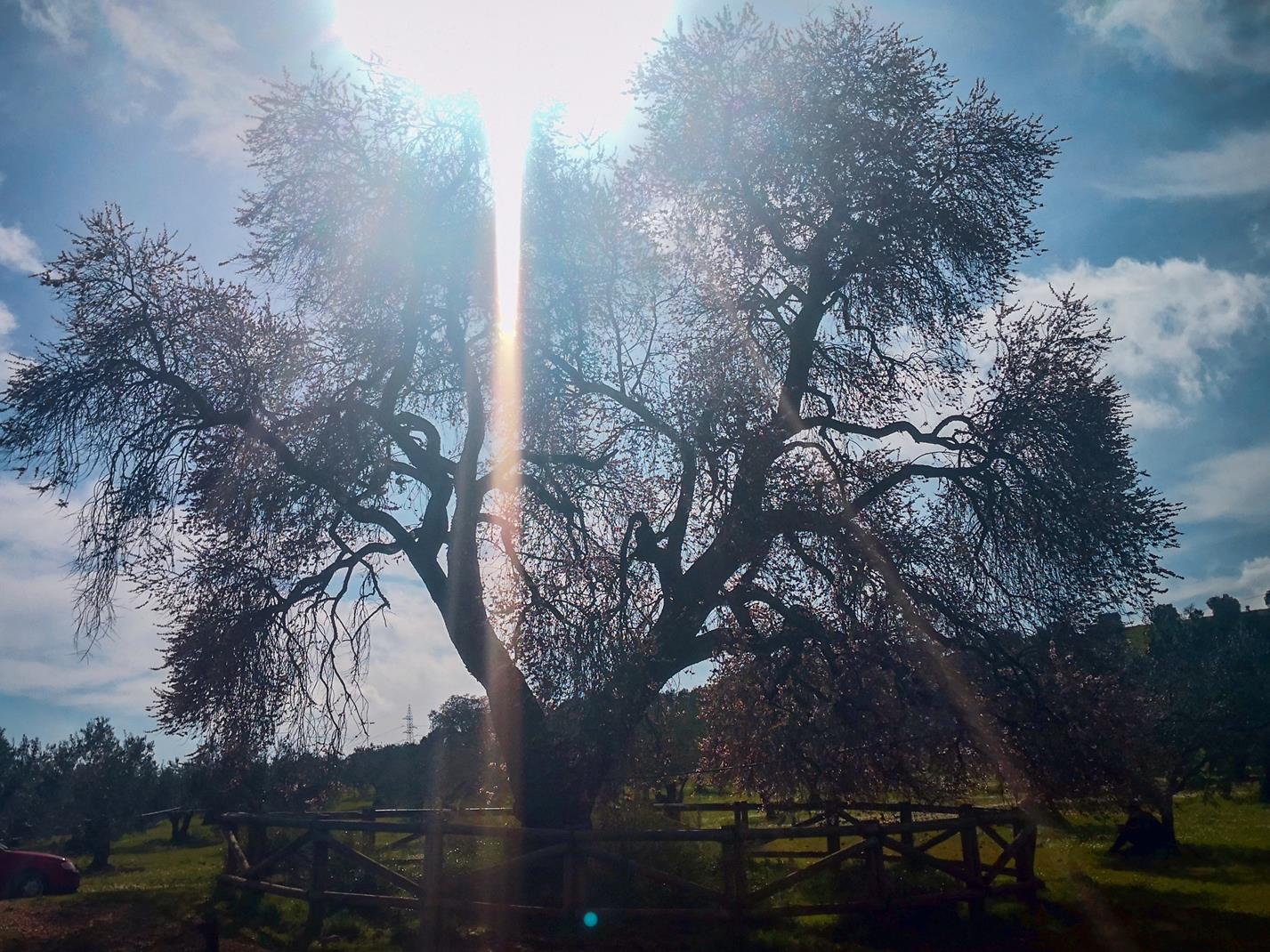 Fotos: Almendro Real