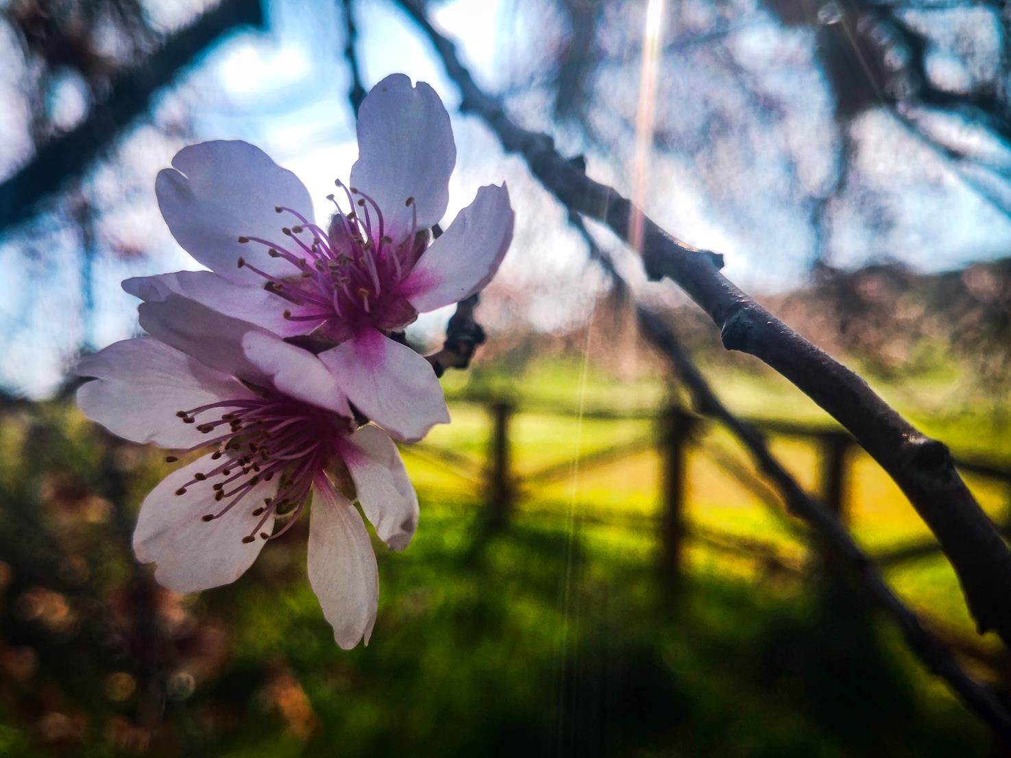 Fotos: Almendro Real