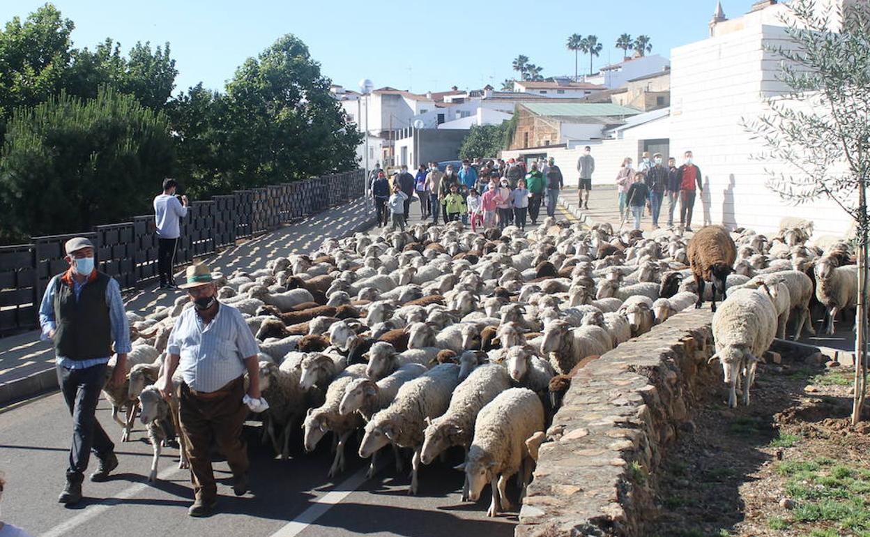 Una 'Vive la Trashumancia' condicionada por la pandemia