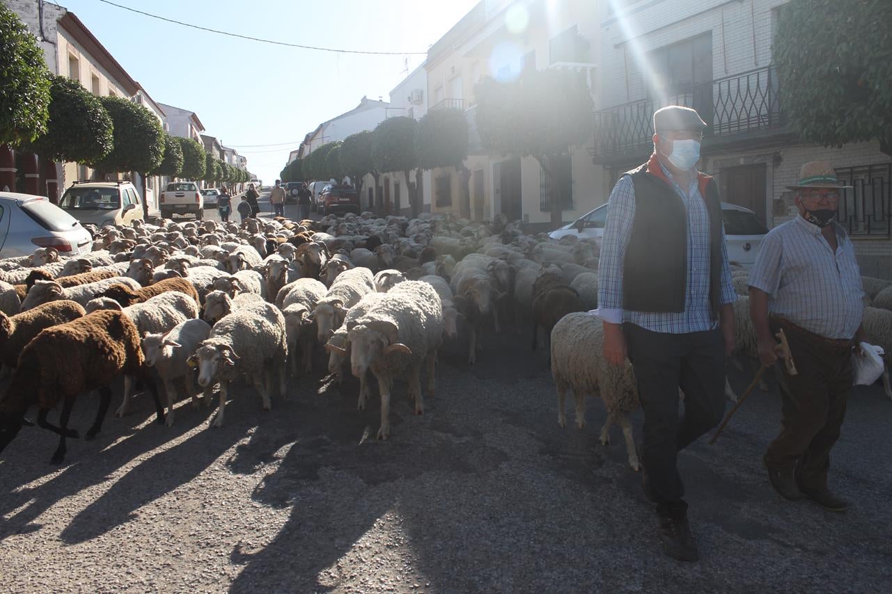 Fotos: X ‘Vive la Trashumancia’ (III)