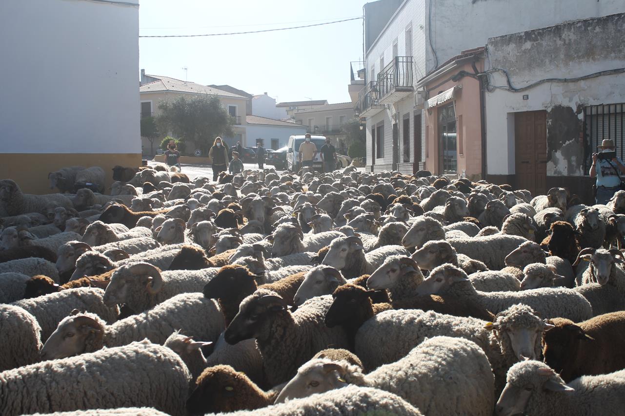 Fotos: X ‘Vive la Trashumancia’ (III)