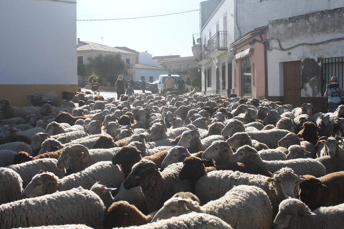 Fotos: X ‘Vive la Trashumancia’ (III)