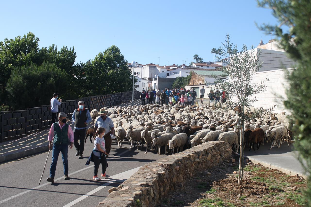 Fotos: X ‘Vive la Trashumancia’ (III)