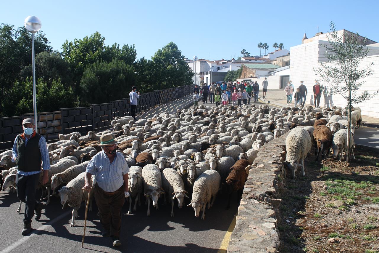 Fotos: X ‘Vive la Trashumancia’ (III)