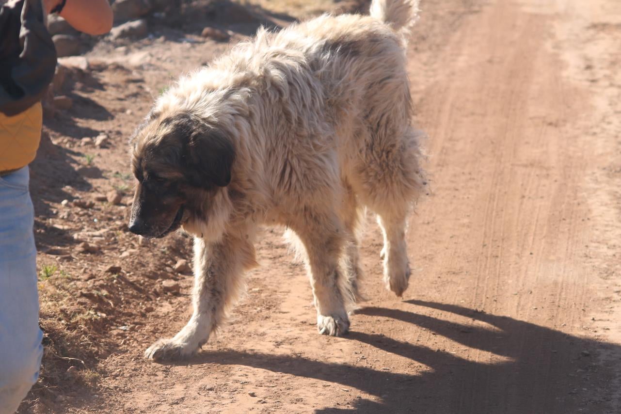 Fotos: X ‘Vive la Trashumancia’ (III)