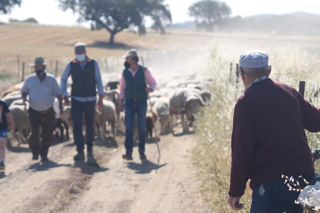 Fotos: X ‘Vive la Trashumancia’ (IV)