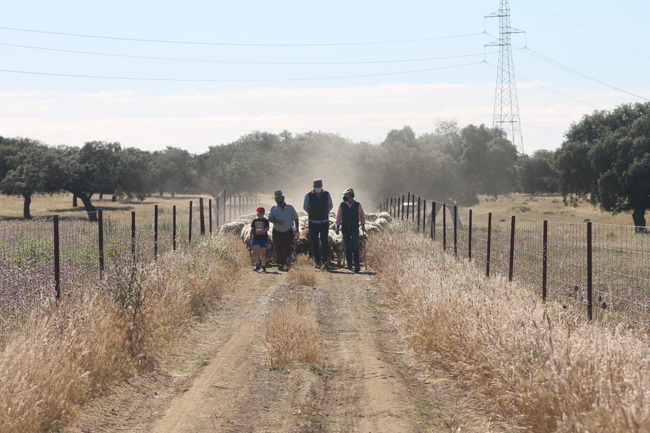 Fotos: X ‘Vive la Trashumancia’ (IV)