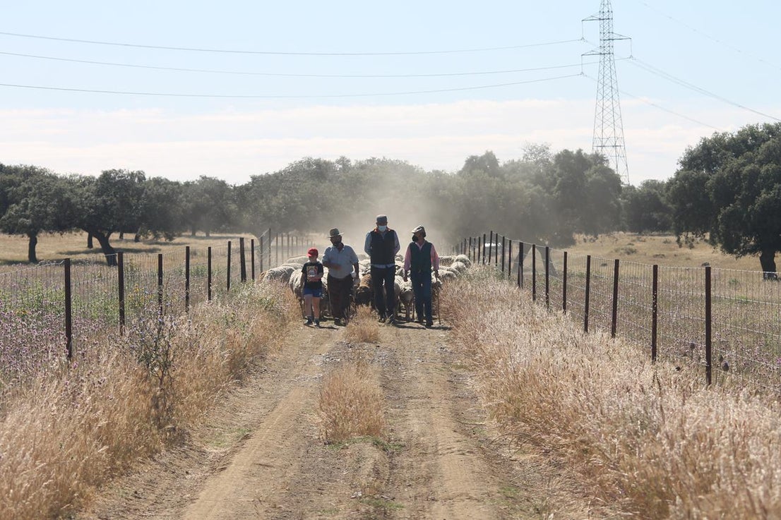 Fotos: X ‘Vive la Trashumancia’ (IV)