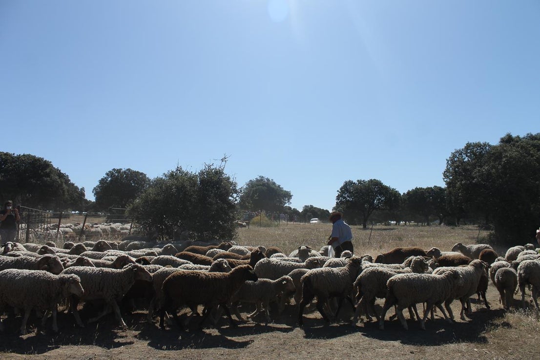 Fotos: X ‘Vive la Trashumancia’ (IV)