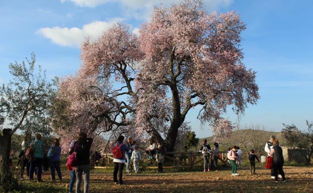 Junto al Almendro Real