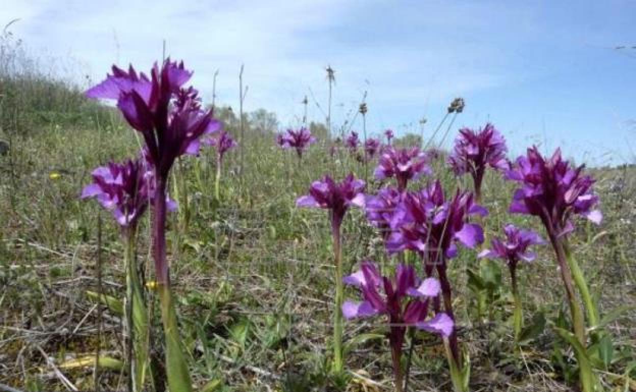 Orquideas Silvestres: Mañana se celebra la II 'Ruta para la observación de las orquídeas silvestres'