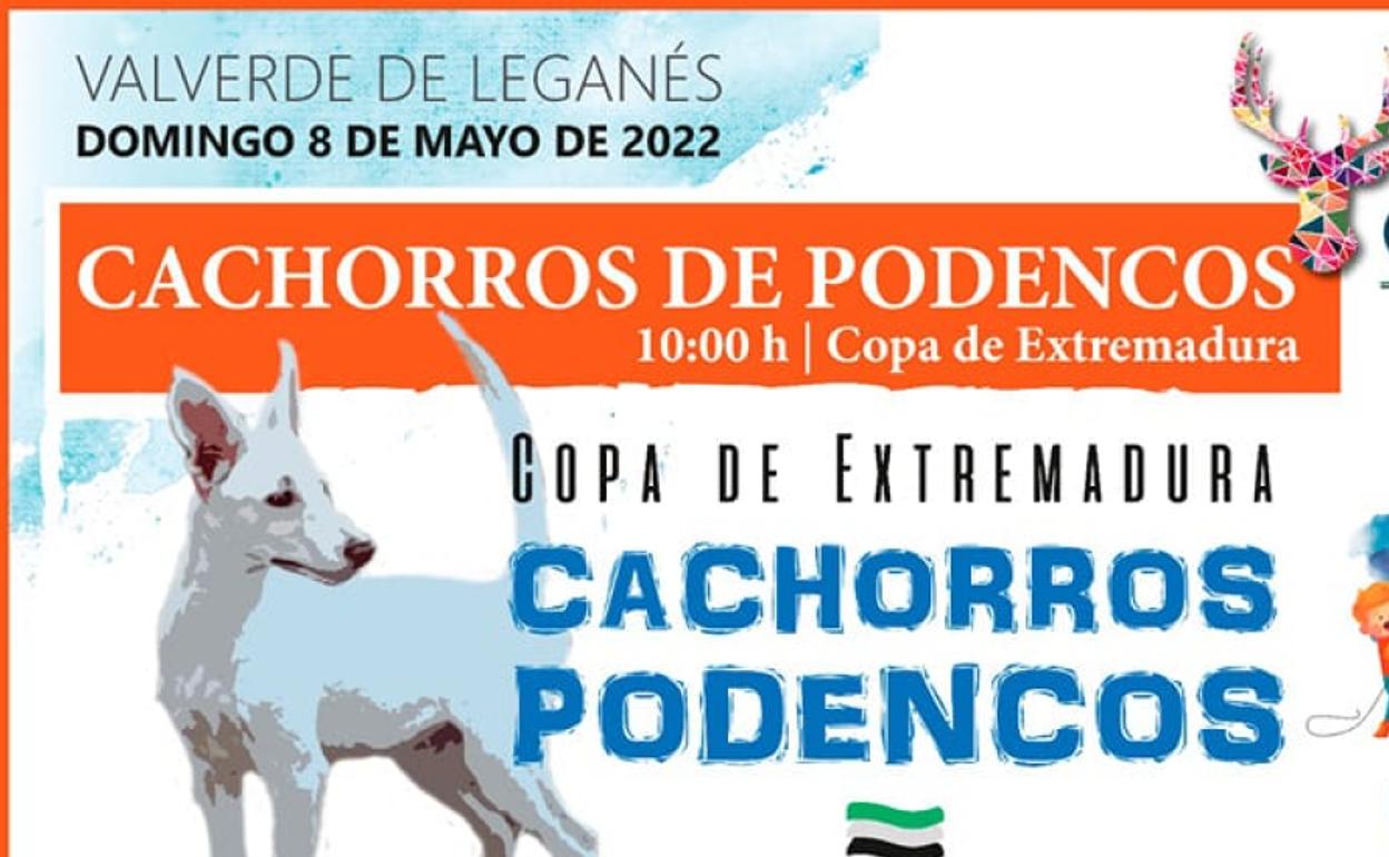 Día del Cazador: La II Copa de Extremadura de Cachorros de Podencos se celebrará durante el Día del Cazador