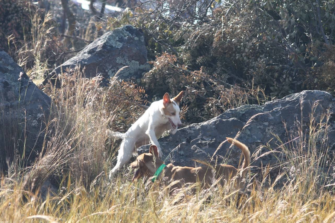 Fotos: VII Día del Cazador