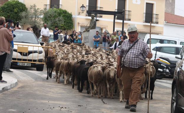 Imagen principal - Recorrido trashumante por el pueblo, emoción al finalizar el recorrido y desayuno del pastor