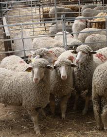 Imagen secundaria 2 - Concierto de R.A.Y.A., encuentro para tejer y exposición de ganado