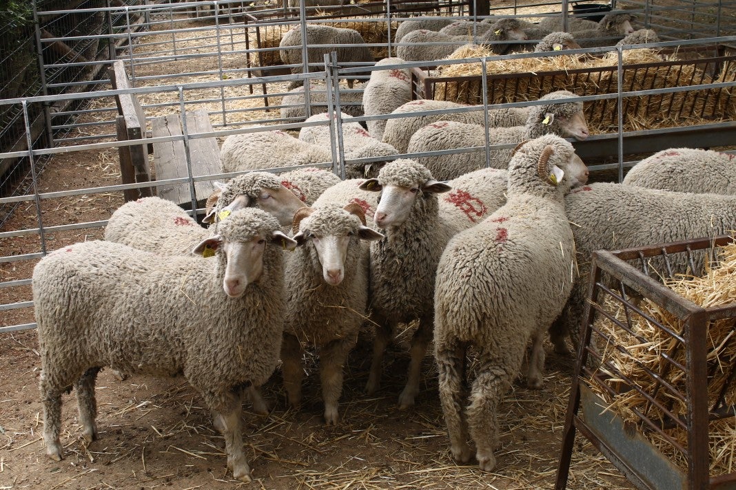 Fotos: XI Vive la Trashumancia y III Feria del Queso Artesano (III)