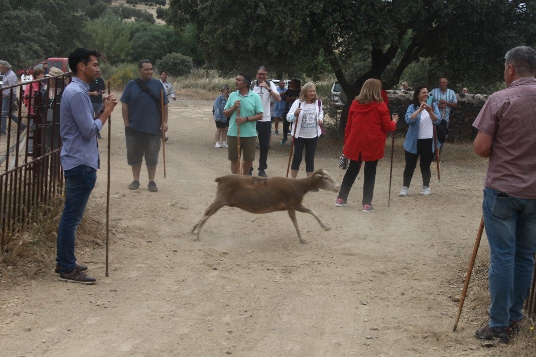 Fotos: XI 'Vive la Trashumancia' y III 'Feria del Queso Artesano' (IV)