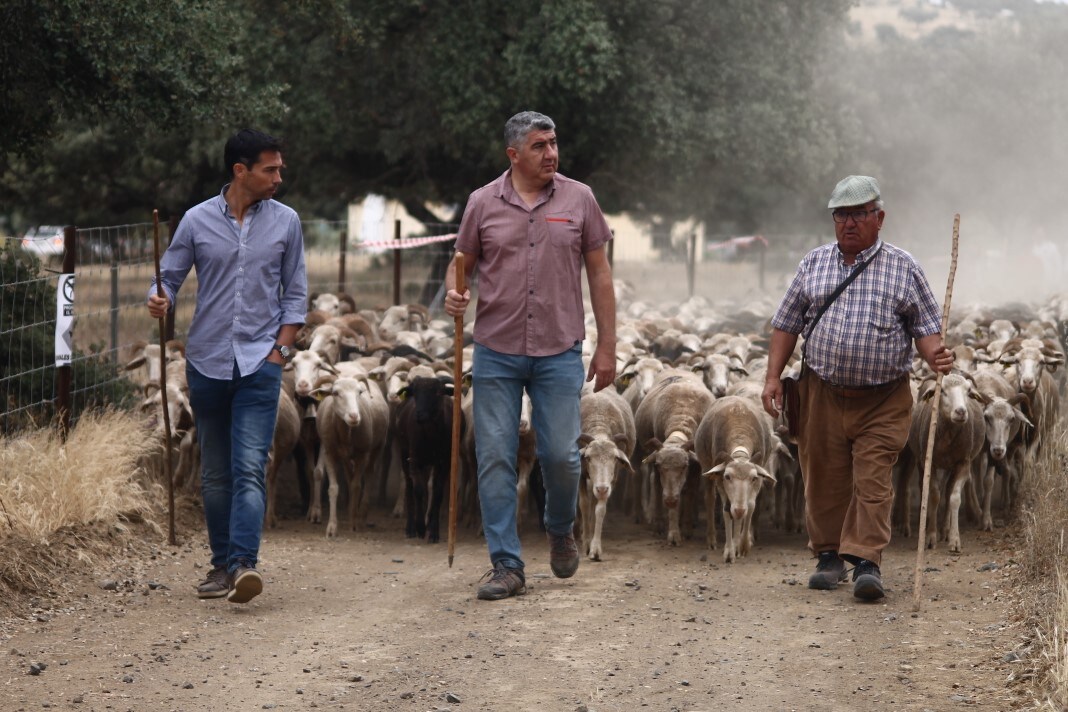 Fotos: XI &#039;Vive la Trashumancia&#039; y III &#039;Feria del Queso Artesano&#039; (IV)