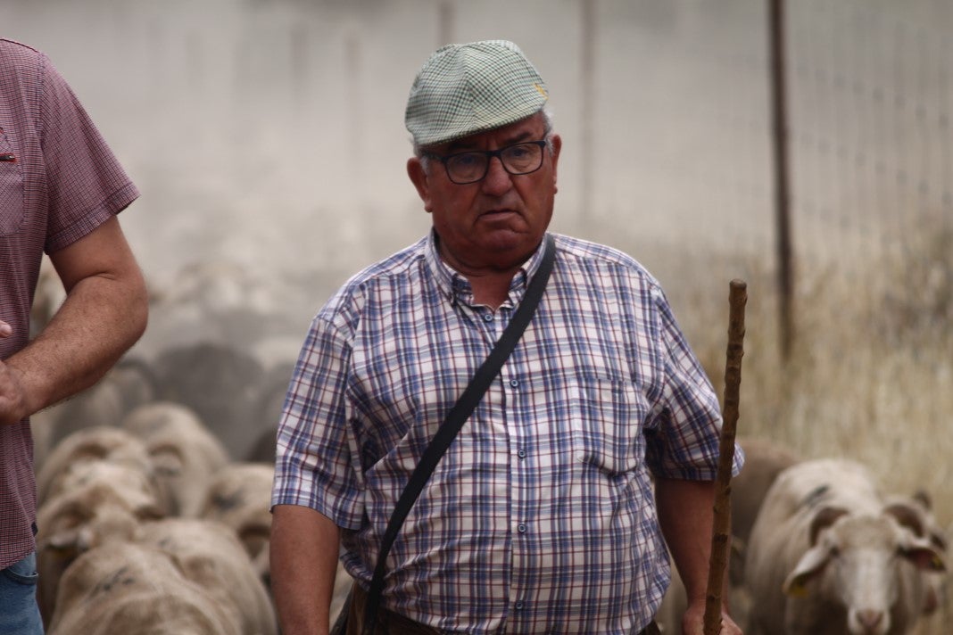 Fotos: XI 'Vive la Trashumancia' y III 'Feria del Queso Artesano' (IV)