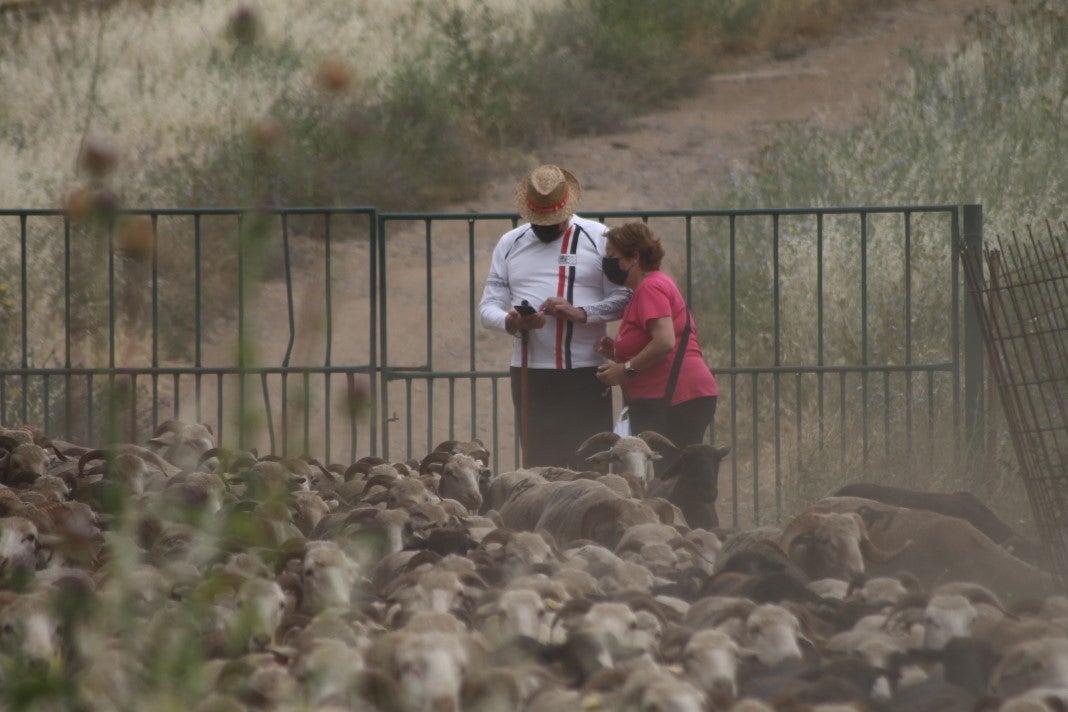 Fotos: XI 'Vive la Trashumancia' y III 'Feria del Queso Artesano' (IV)