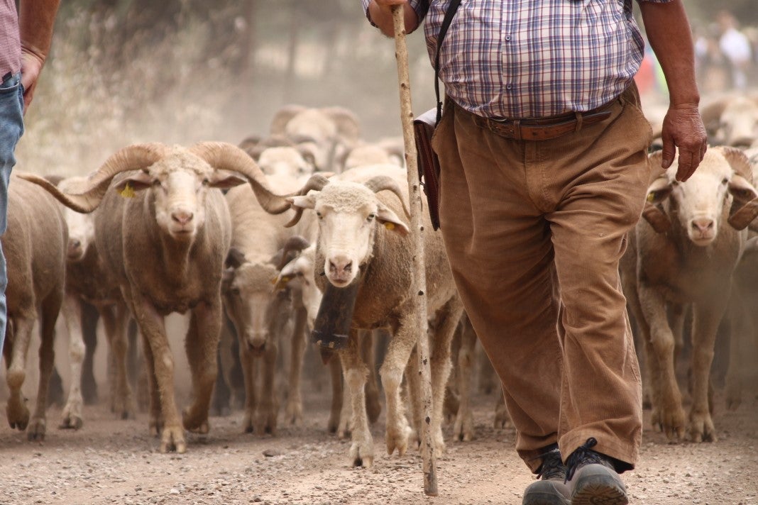 Fotos: XI 'Vive la Trashumancia' y III 'Feria del Queso Artesano' (IV)