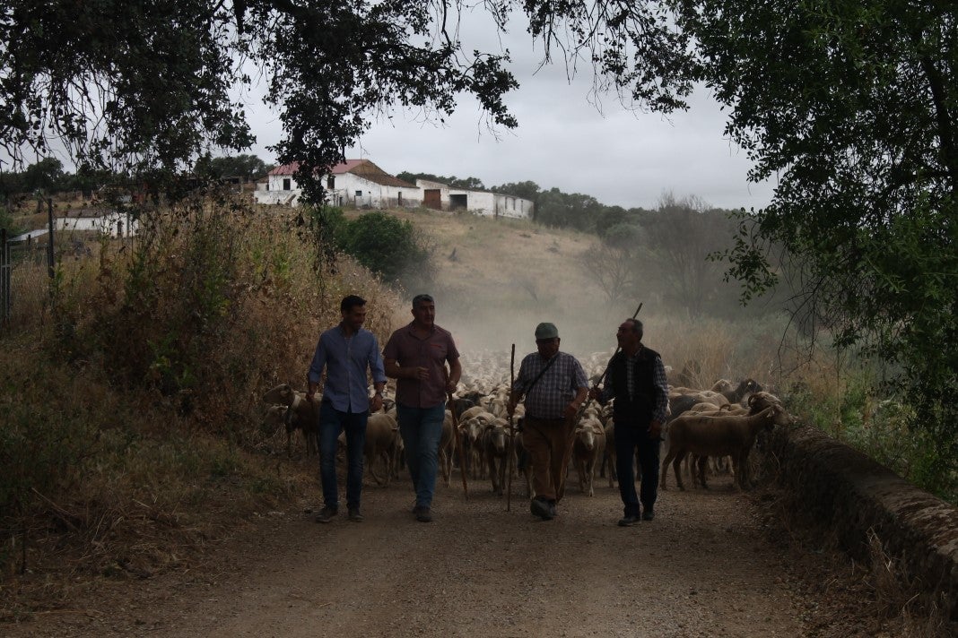 Fotos: XI 'Vive la Trashumancia' y III 'Feria del Queso Artesano' (IV)
