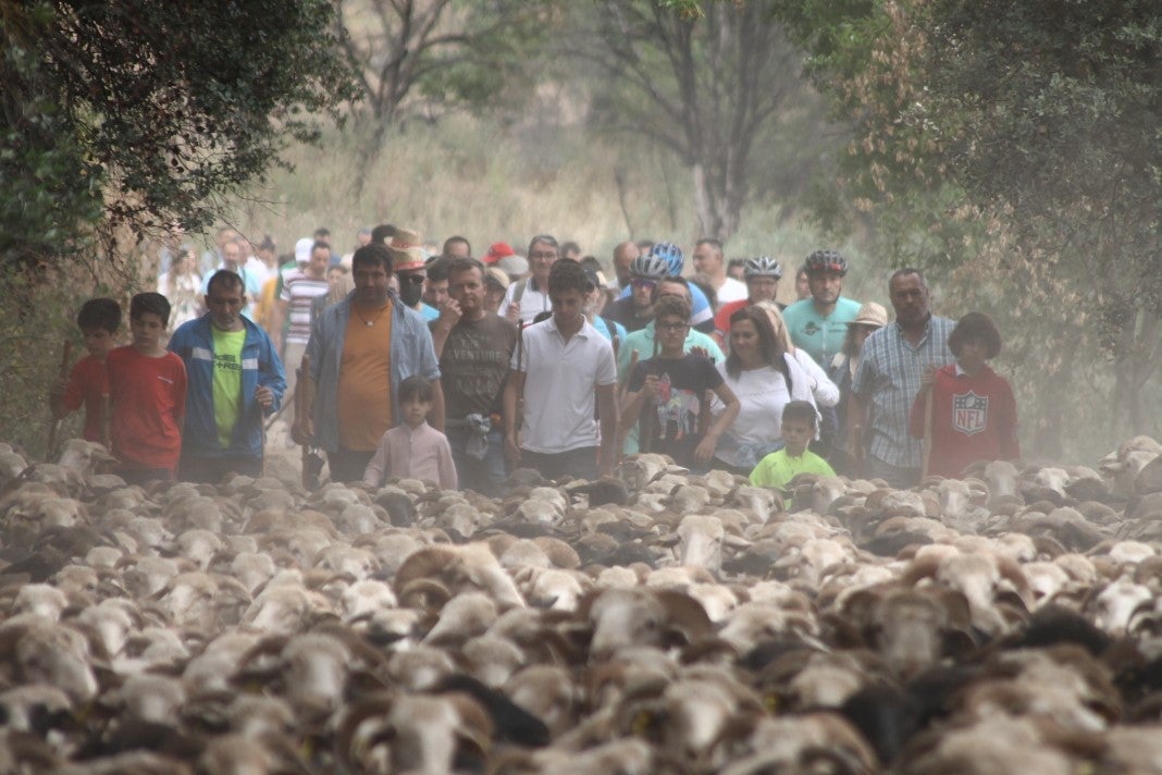 Fotos: XI 'Vive la Trashumancia' y III 'Feria del Queso Artesano' (IV)