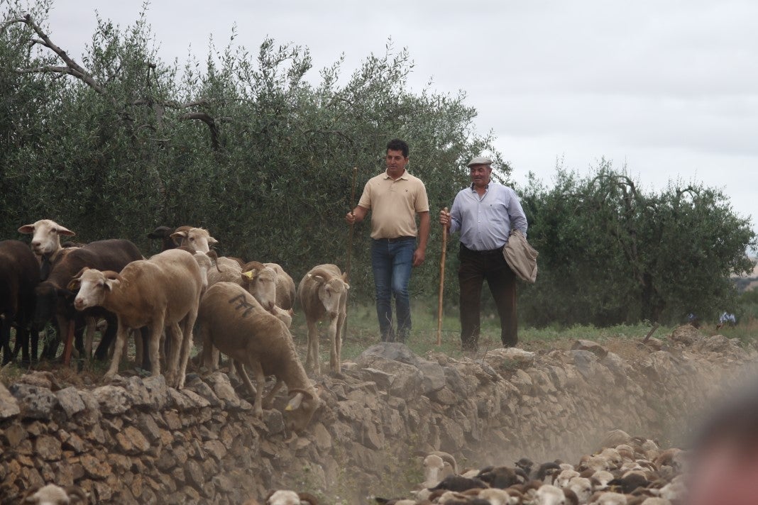 Fotos: XI 'Vive la Trashumancia' y III 'Feria del Queso Artesano' (IV)