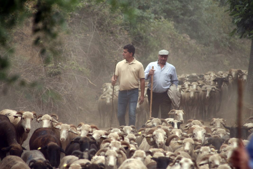 Fotos: XI 'Vive la Trashumancia' y III 'Feria del Queso Artesano' (IV)