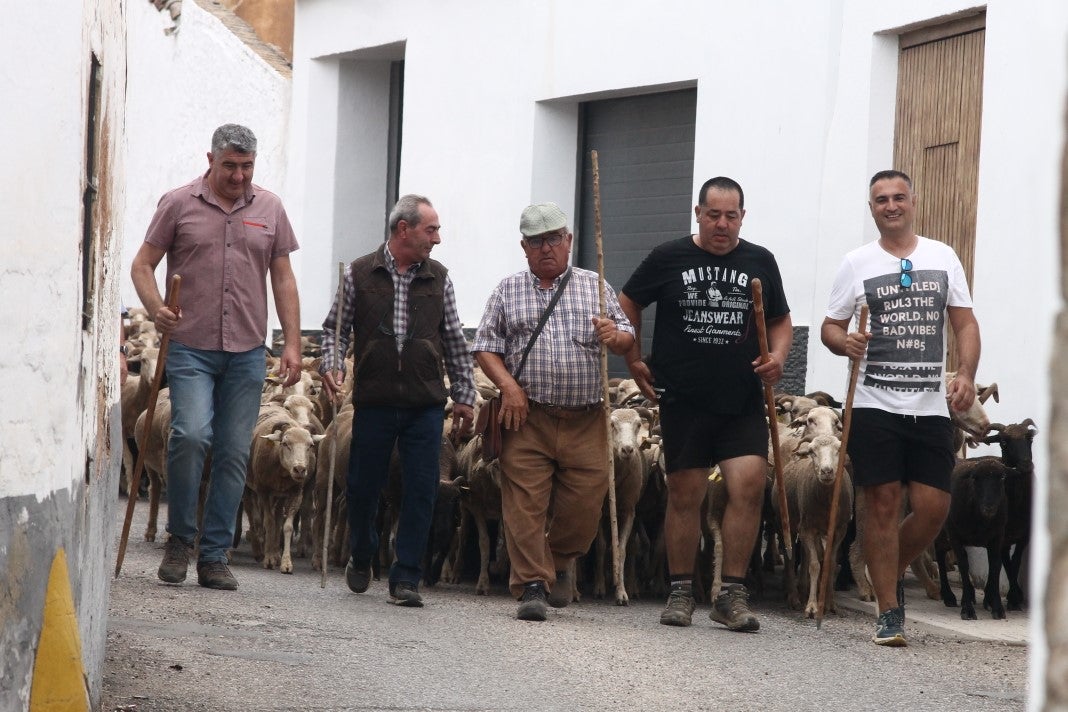 Fotos: XI 'Vive la Trashumancia' y III 'Feria del Queso Artesano' (IV)