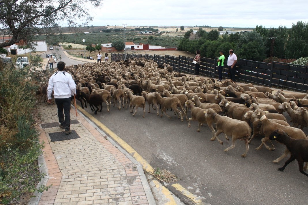 Fotos: XI 'Vive la Trashumancia' y III 'Feria del Queso Artesano' (V)