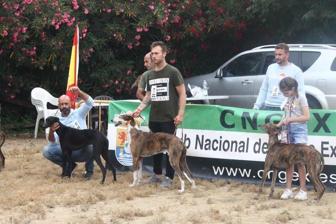 Fotos: XI 'Vive la Trashumancia' y III 'Feria del Queso Artesano' (V)