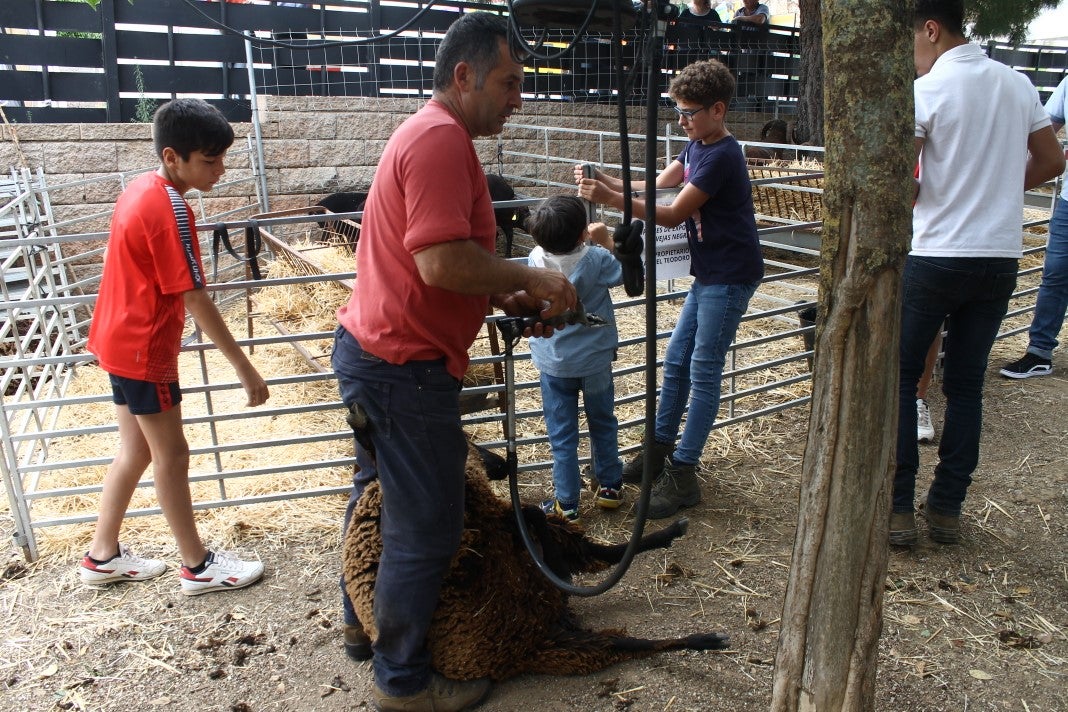 Fotos: XI 'Vive la Trashumancia' y III 'Feria del Queso Artesano' (V)