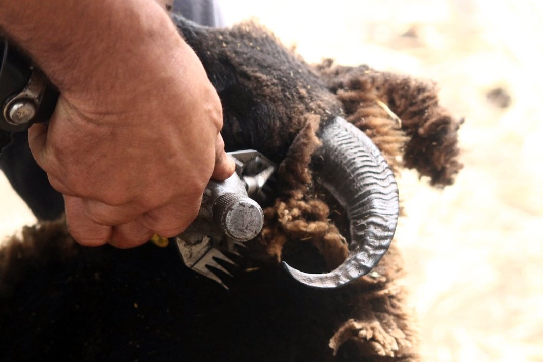 Fotos: XI 'Vive la Trashumancia' y III 'Feria del Queso Artesano' (V)