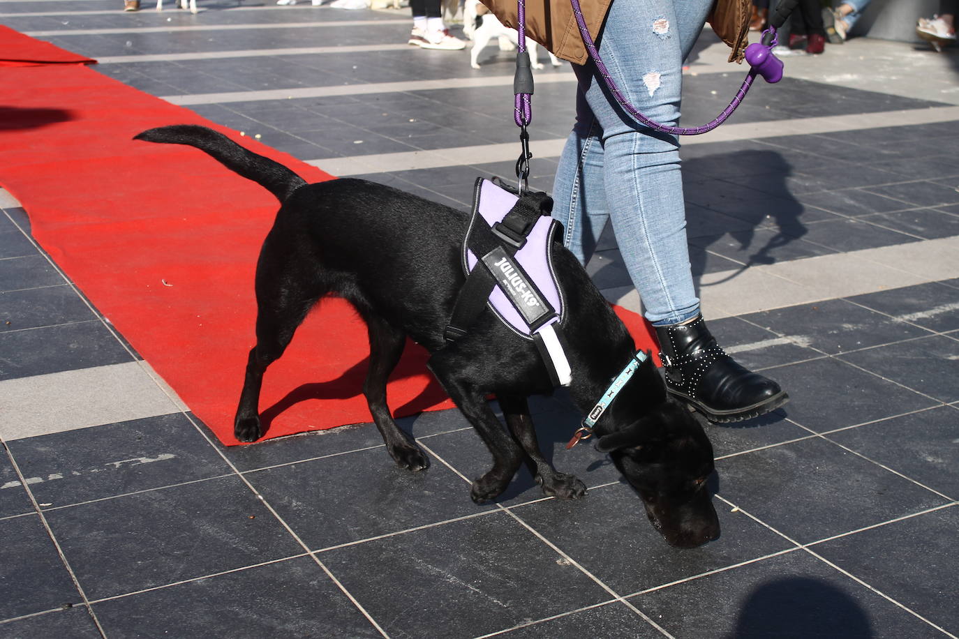 Fotos: III Desfile Canino