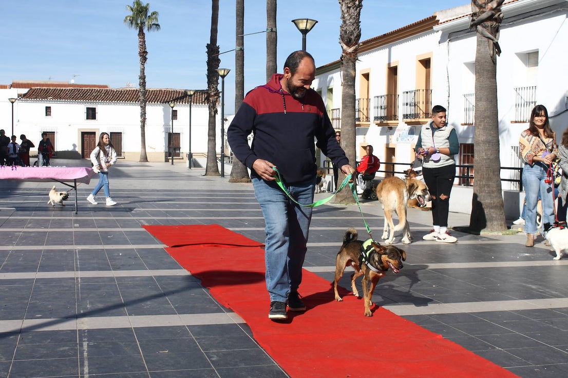 Fotos: III Desfile Canino
