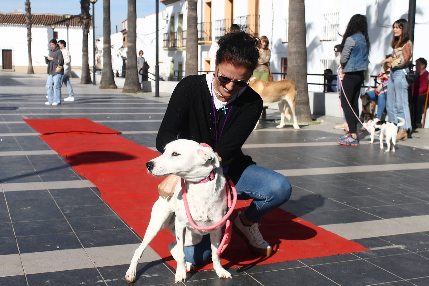 Fotos: III Desfile Canino
