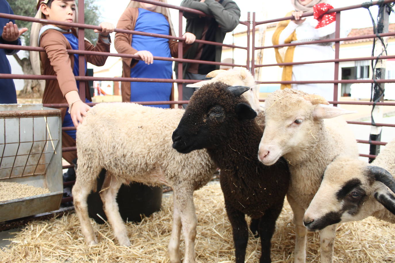 Fotos: Belén Viviente del 'César Hurtado Delicado' 2022
